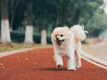 Pomeranian