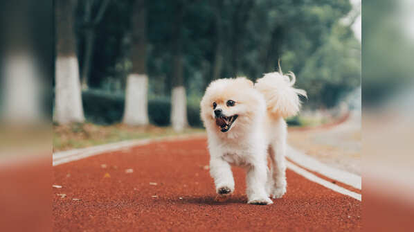 Pomeranian