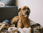 Boxer