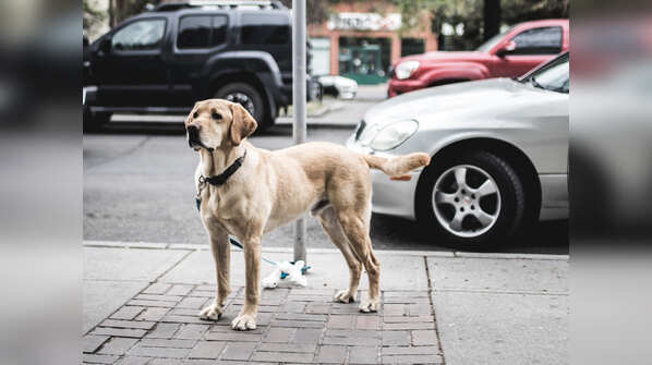 Labrador
