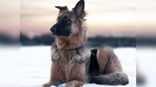 German Shepherd