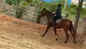 Darshan Thoogudeepa Srinivas son Vineesh spends weekend riding the horse at his father's farm house