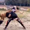 Article image for: When dogs learn martial art
