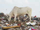 Holy cows graze on coronavirus-related medical waste