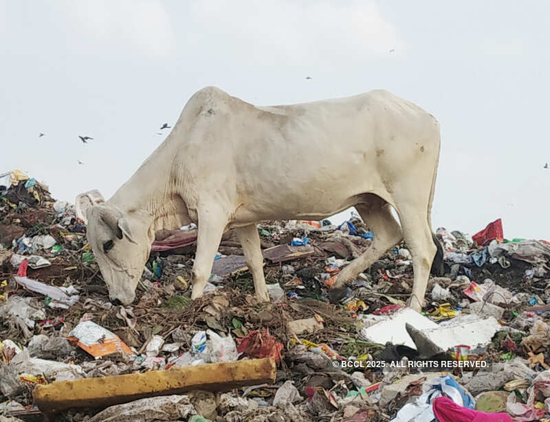 Holy cows graze on coronavirus-related medical waste