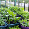 ​Russia: Grow your food