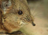 Lost species Tiny Elephant Shrews have been rediscovered after 50 years