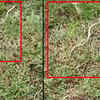Article image for: Watch: Rare leucistic common krait rescued in <i class="tbold">kendrapara</i> district of Odisha