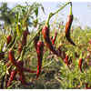 ​Byadgi Chilli, Karnataka