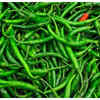 Article image for: <i class="tbold">jwala</i> Chilli, Gujarat