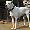 Bully Kutta