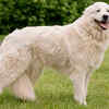 Vikhan Sheepdog