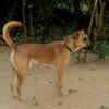 Combai