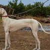 Mudhol hounds