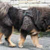 Himachali hounds
