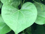 ​The many benefits of ‘Amrita’ aka Giloy