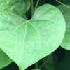 ​The many benefits of ‘Amrita’ aka Giloy