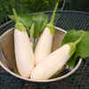White eggplant