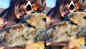 Priyanka Chopra Jonas and pet pooch Gino enjoy some pool time, internet falls in love with the picture