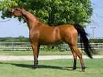 Arabian Horse