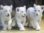White Lion Cubs