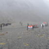In a humane gesture Indian Army handed over 13 yaks & 4 calves, that strayed across the LAC on 31 August 2020 in Arunachal Pradesh's East Kameng, to China on 7 Sept 2020: : Eastern Command, Indian Army