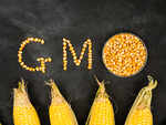 Produced with GMO grains