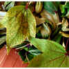 Tips to Treat Digestion Issues Naturally: This leafy green is a ...