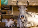 ​The importance of cow urine in Ayurveda