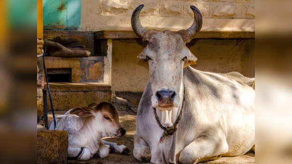 The importance of cow urine in Ayurveda