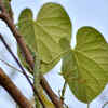rhododendron golden everest Everestianum Rhododendron – Plant Detectives main image 0