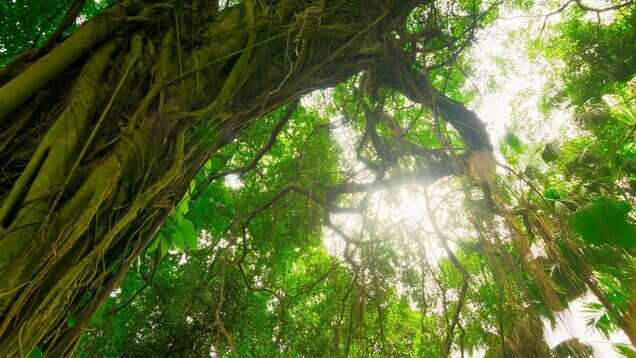 West Bengal: National parks and forests to reopen for tourists from September 23