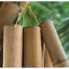 ​What else was launched on World Bamboo Day?