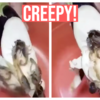 Article image for: Creepy: Scorpion lair or eggplant?