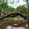 A huge tree falls at Belapur Sector 5 in Navi Mumbai