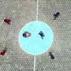Basket Ball