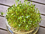 The process to grow Alfalfa sprouts at home