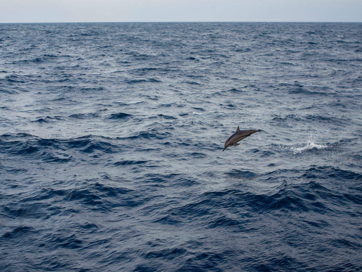 Bengal to get India's first dolphin reserve