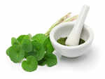 Gotu Kola