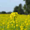 ​It works as an immunity booster