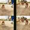 Article image for: Adorable! Baby <i class="tbold">goat</i>s enchant on day out