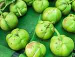 ​Chalta (Elephant Apple)