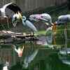 Winged friends from abroad