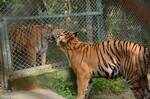 Big cats' bromance
