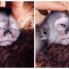 Article image for: Young chimp achieves <i class="tbold">nirvana</i>
