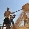 Article image for: Why markets are more important for farmers than MSP