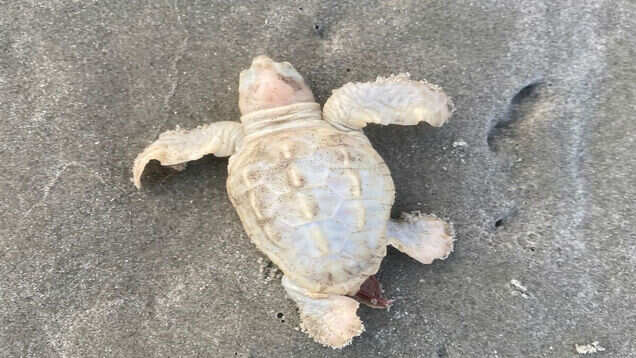 A beautiful rare white sea turtle discovered on South Carolina beach; pictures go viral
