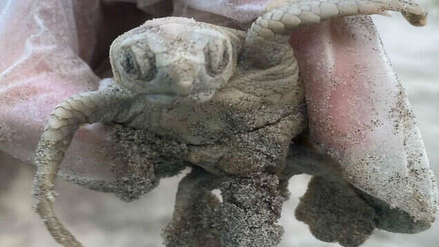 A beautiful rare white sea turtle discovered on South Carolina beach; pictures go viral