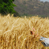 Article image for: How Punjab can root out stubble burning