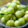 Article image for: <i class="tbold">indian gooseberry</i>